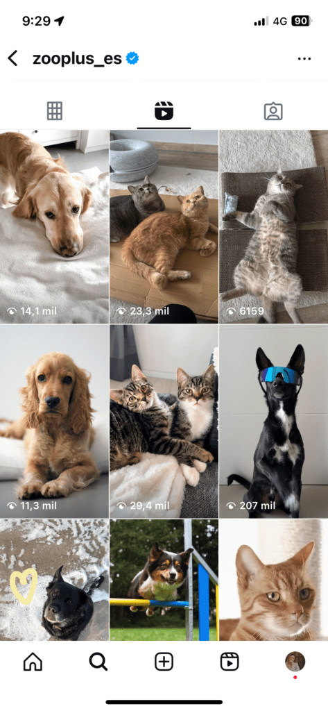 Viralizar contenido en redes sociales para e-commerce de perros